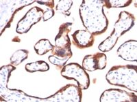 FFPE human placenta sections stained with 100 ul anti-HCG-beta (clone HCGb/459) at 1:50. HIER epitope retrieval prior to staining was performed in 10mM Citrate, pH 6.0.